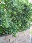I'm still amazed oranges grow here in the gardens